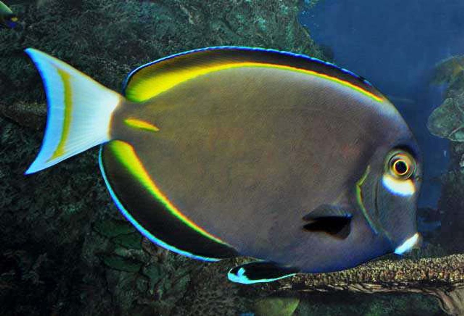 Whitecheek Tang