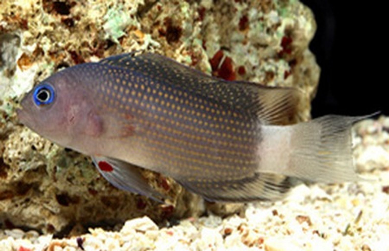 Whitetail Dottyback