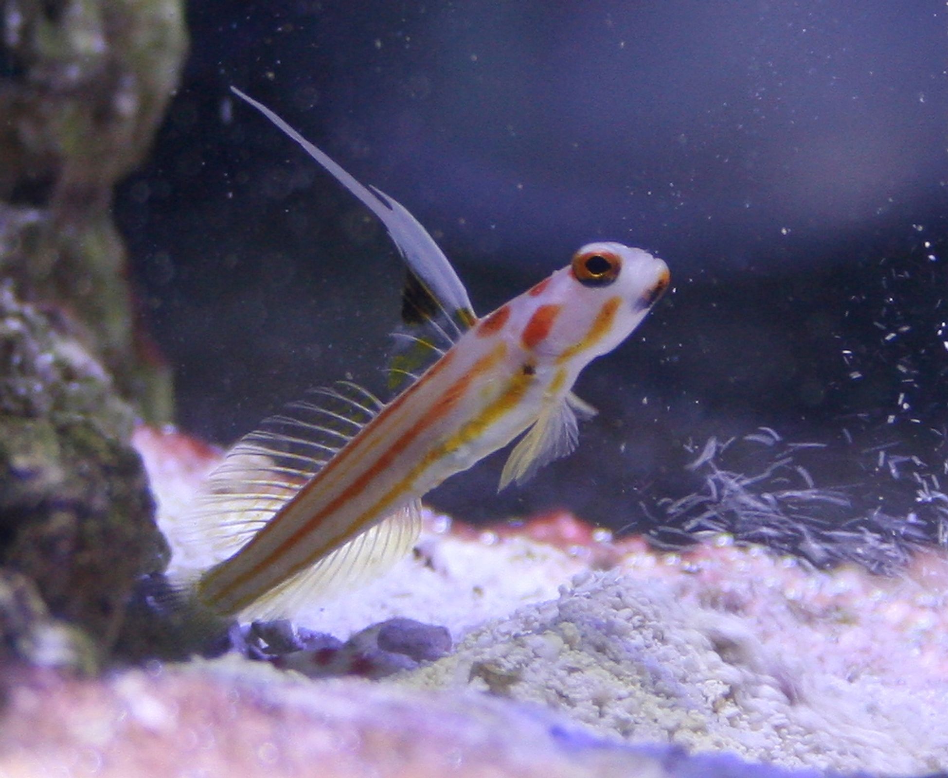 Yasha White Ray Shrimp Goby | database.fish