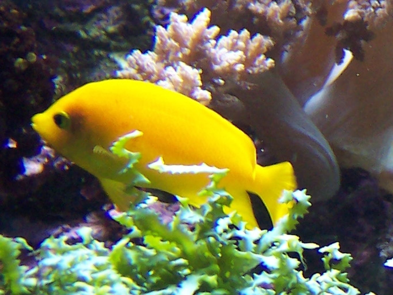 Yellow Angelfish