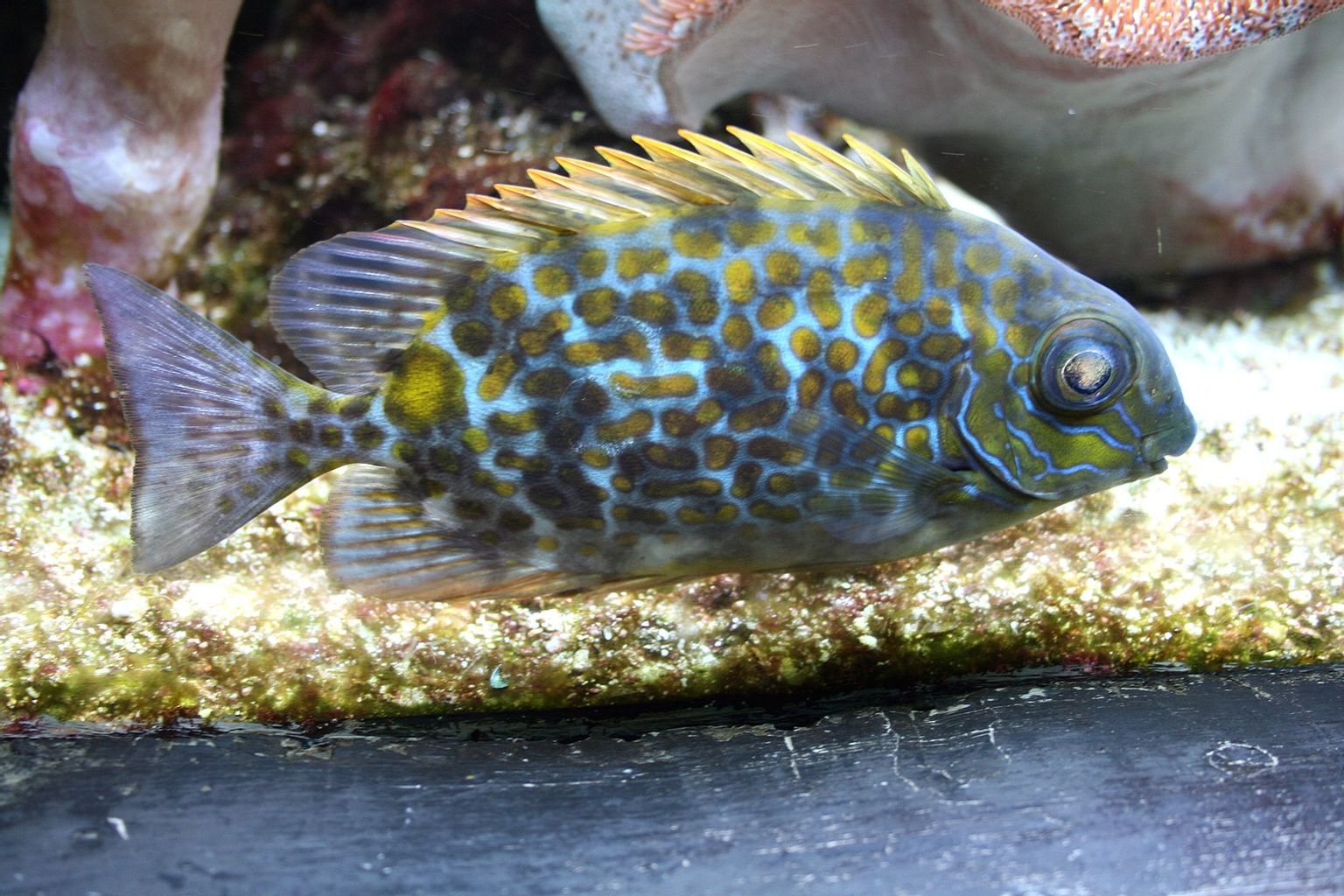 Yellow Blotch Rabbitfish