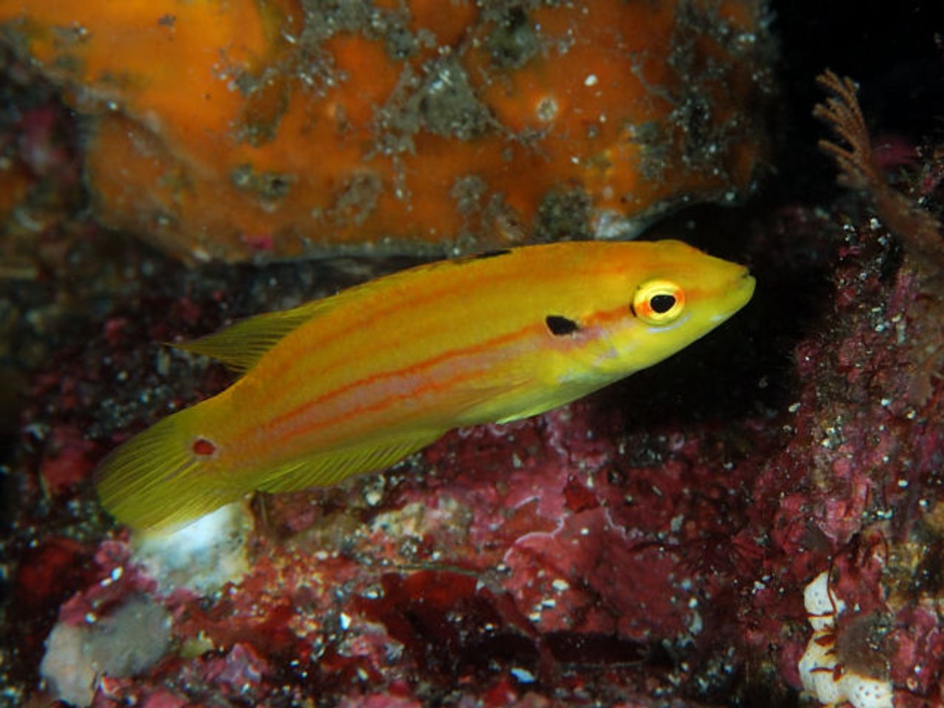 Yellow Candy Hogfish