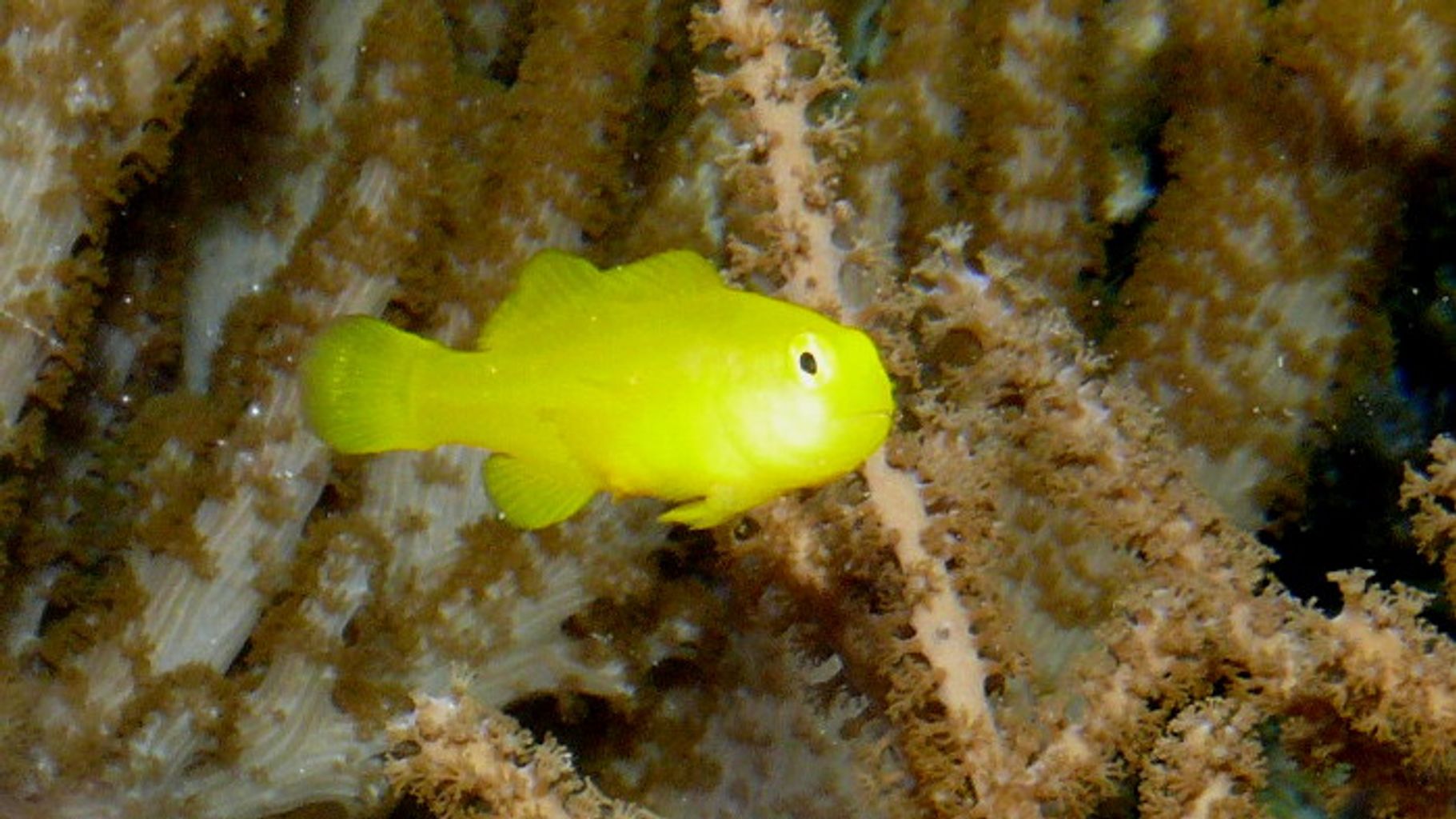 Yellow Clown Goby