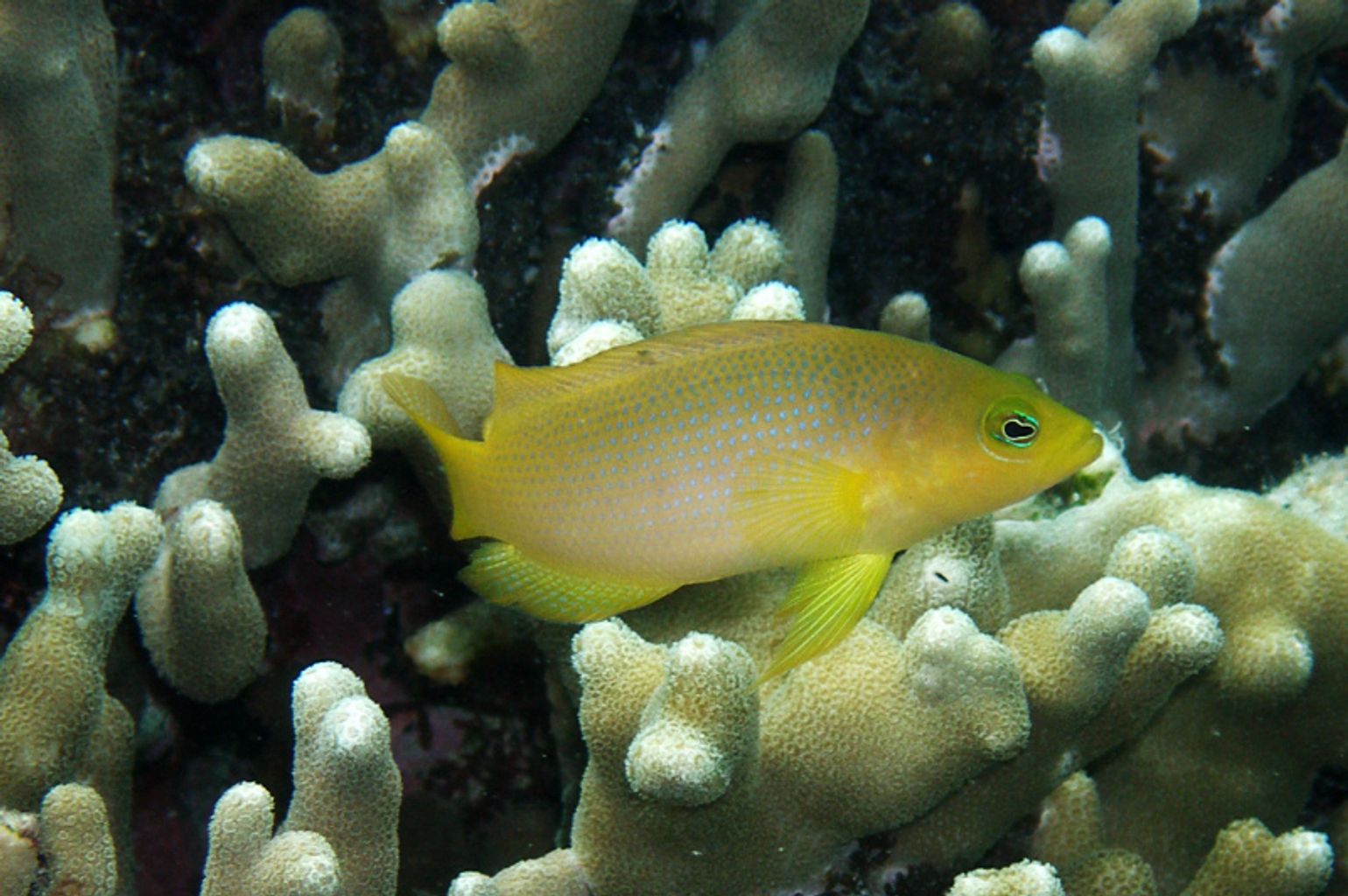 Yellow Dottyback