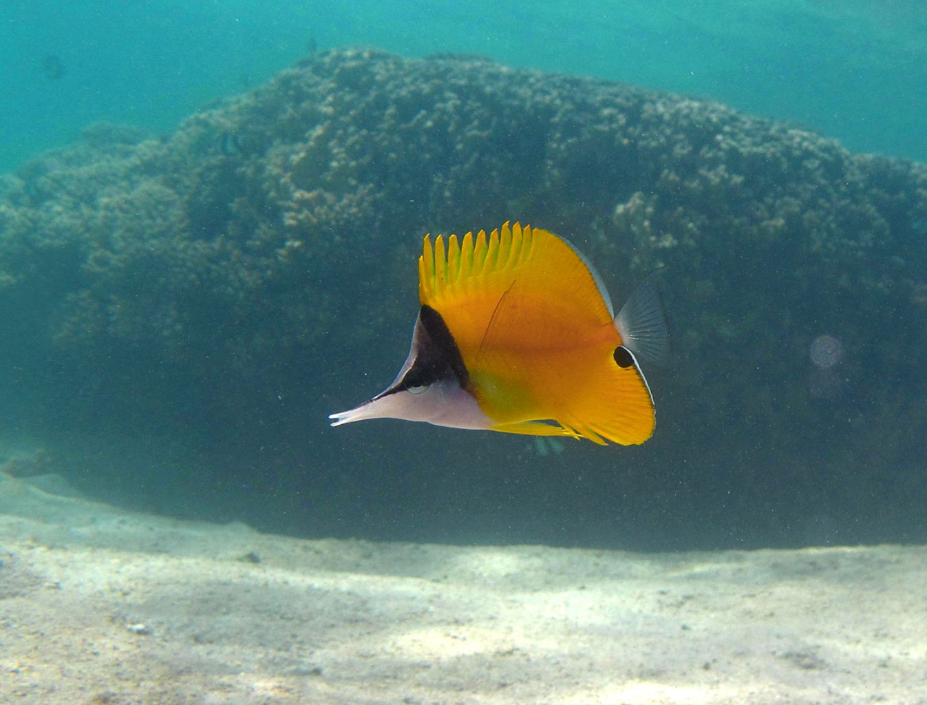 Yellow Longnose Butterflyfish