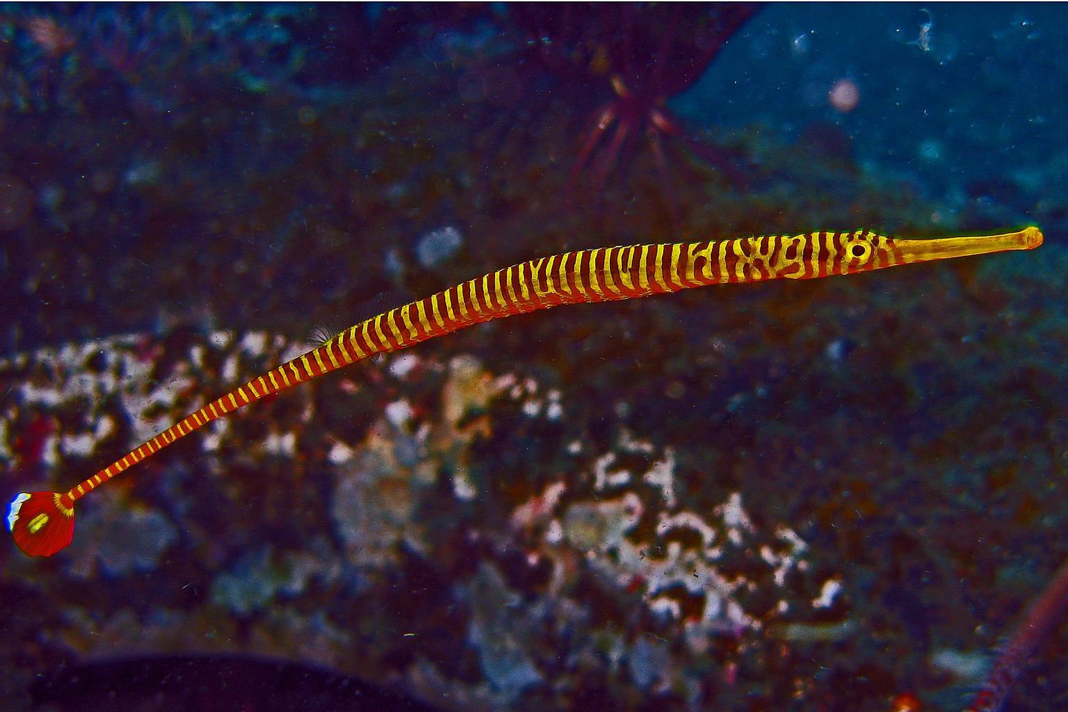 Yellow Multibanded Pipefish