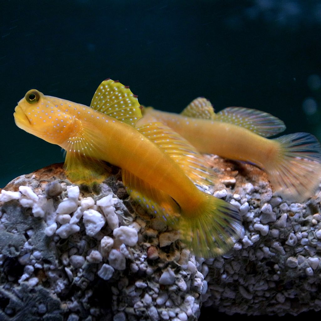 Yellow Watchman Goby