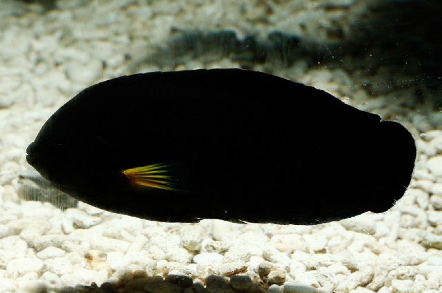 Yellowfin Angelfish