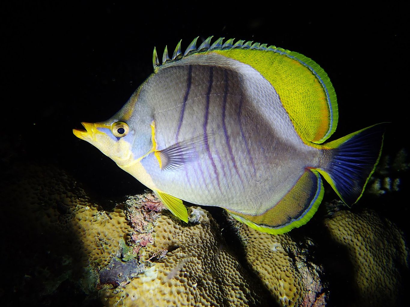 Yellowhead Butterflyfish