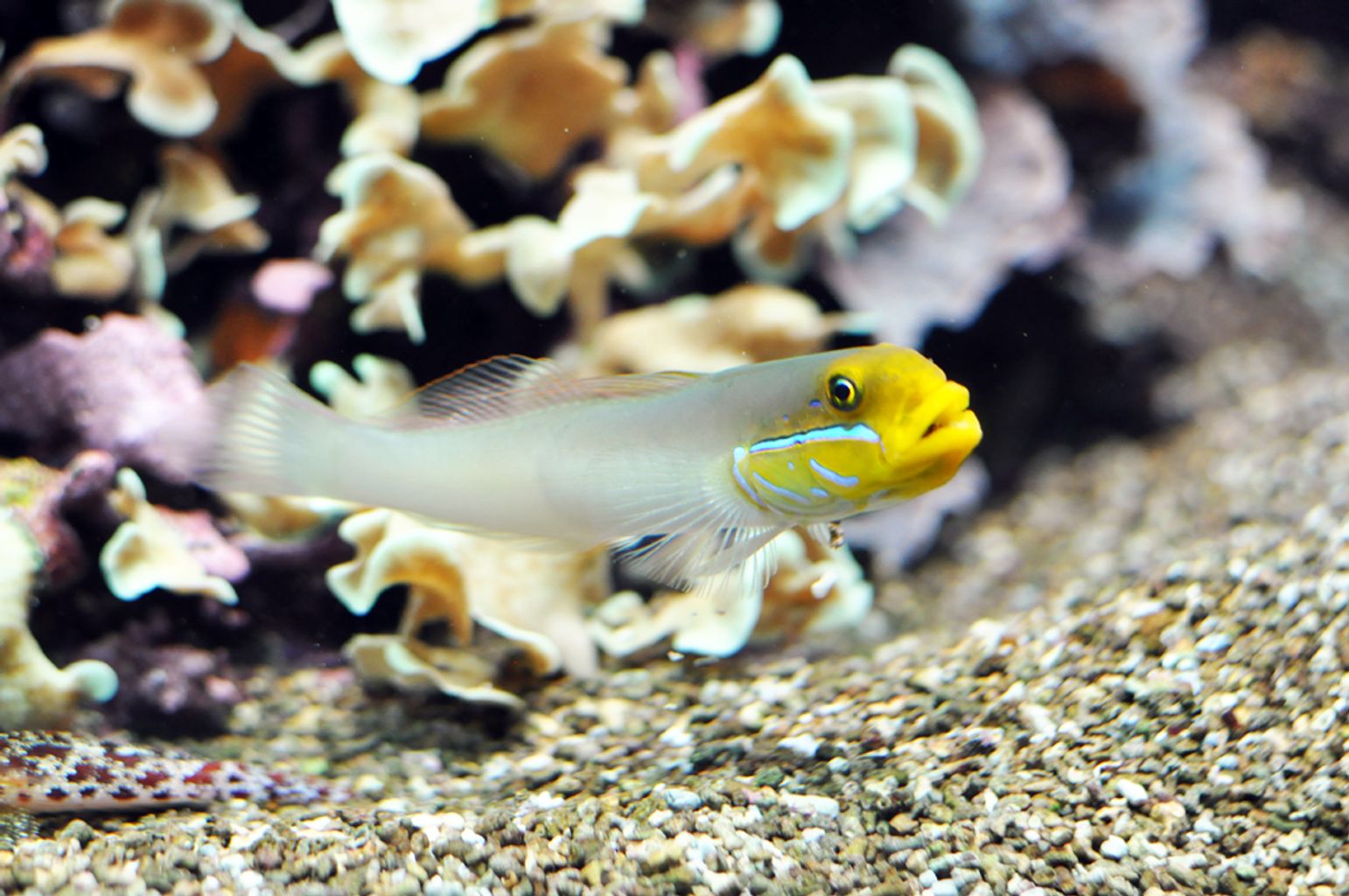 Yellowheaded Sleeper Goby