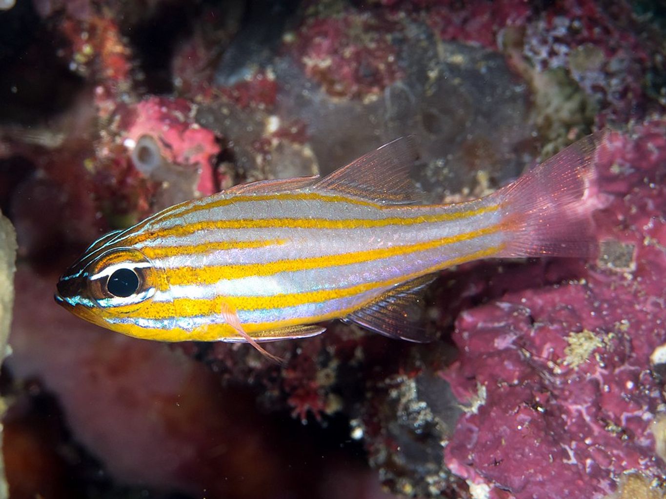 Yellowstriped Cardinalfish