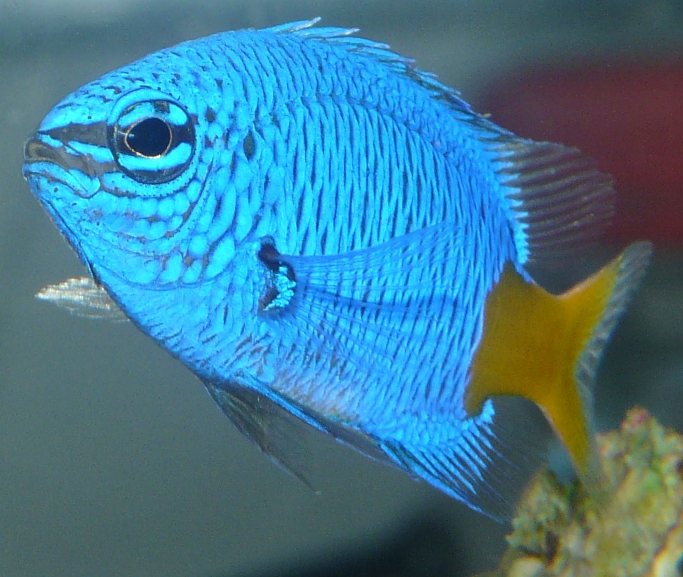 Yellowtail Blue Damselfish