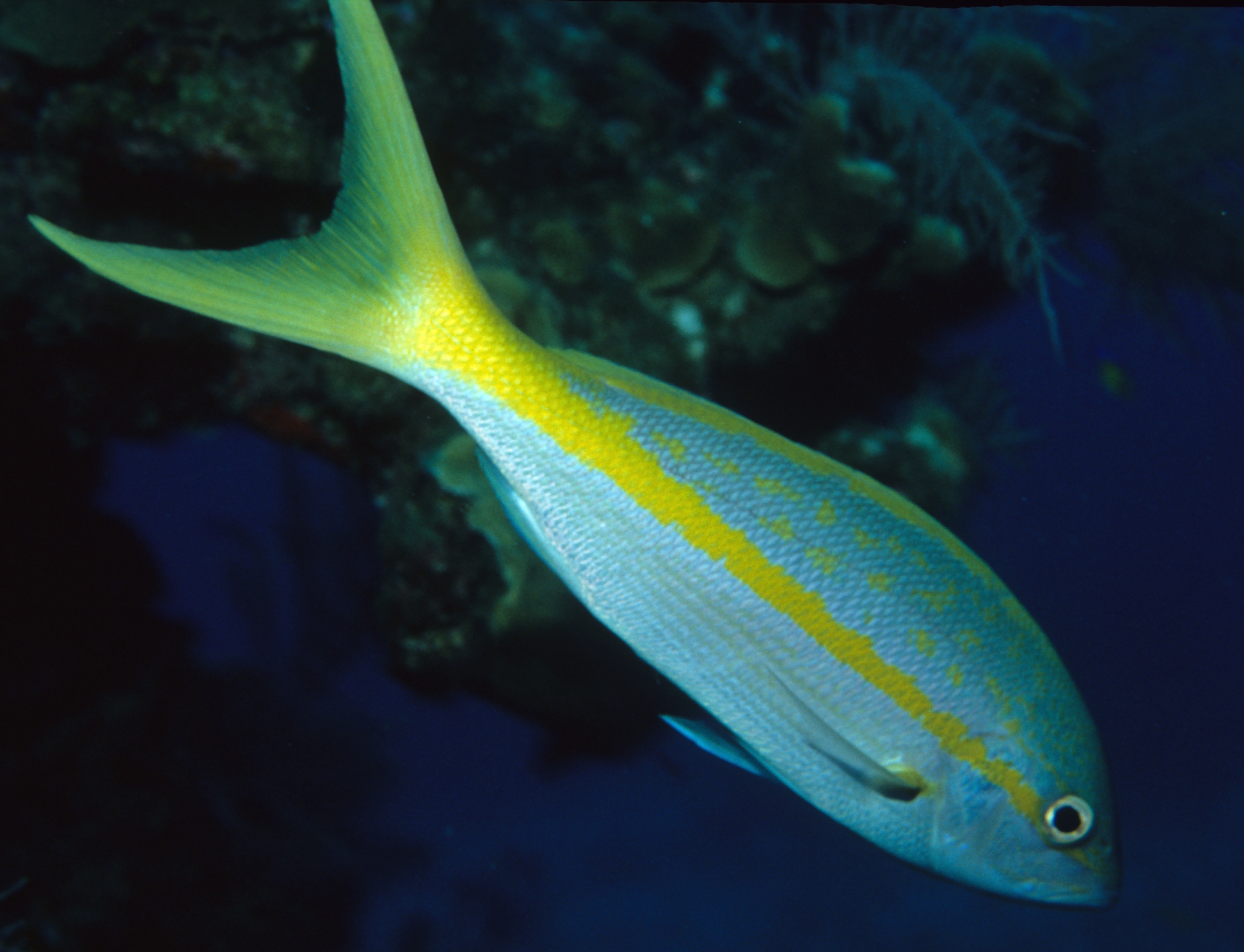 Yellowtail Snapper